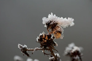 Bumblebee (Apidae sp. ) dead adult, covered with frost ice crystals, frozen on dead flowerhead, Sheffield