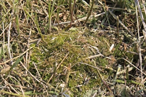 Mosses Prints: Bumblebee (Bombus sp. ) nest, made from moss, Bacton, Suffolk, England, june