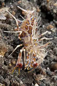 Strait Prints: Bumblebee Shrimp (Phyllognathia ceratophthalmus) adult