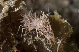 Bumblebee Shrimp (Phyllognathia ceratophthalmus) adult, Lembeh Straits, Sulawesi, Sunda Islands, Indonesia, November
