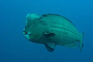 Maluku Prints: Bumphead Parrotfish (Bolbometopon muricatum) adult