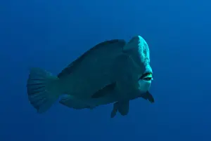 Bumphead Parrotfish (Bolbometopon muricatum) adult, swimming in open water, Ameth Point, Nusa Laut, near Ambon Island, Maluku Islands, Banda Sea, Indonesia