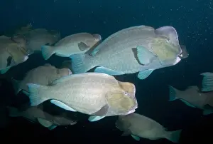 Bumphead Parrotfish (Bolbometopon muricatum) adults, shoal swimming beside shipwreck