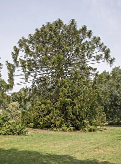 Coniferous Prints: Bunya Pine (Araucaria bidwillii) habit