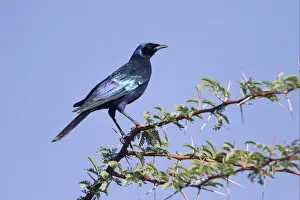 Starling Prints: Burchell's Glossy-starling (Lamprotornis australis) adult