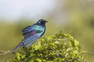 Burchell's Glossy-starling (Lamprotornis australis) adult, sunning, perched in bush, Okavango Delta, Botswana