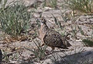 burchells sandgrouse male