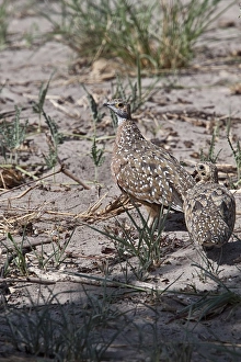 Sand Grouse Prints: burchells sandgrouse male & female