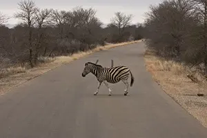 Plains Prints: Burchells Zebra crossing a road in Kruger National Park South Africa