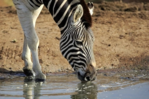 South Africa Prints: Burchells Zebra (Equus quagga burchelli) adult