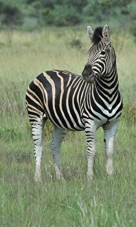 Game Prints: Burchell's Zebra (Equus quagga burchellii) adult
