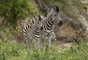 South Africa Prints: Burchells Zebra (Equus quagga burchellii) adult female and foal