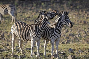 Pilanesberg Prints: Burchell's Zebra (Equus quagga burchellii) adults