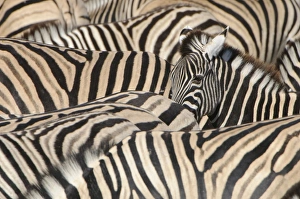 Burchells Zebra (Equus quagga burchellii) young, lifting head amongst herd at waterhole, Etosha N. P. Kunene, Namibia