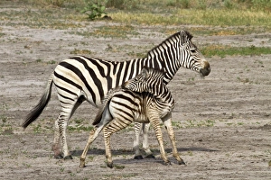 Botswana Prints: Burchells Zebra, female with foal