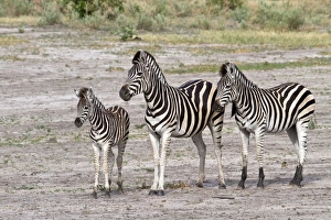 Foal Prints: Burchells Zebra, female with foal and a youngster from last year