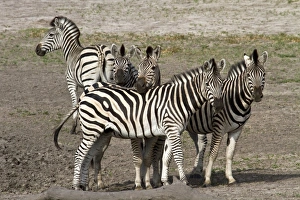 Botswana Prints: Burchells Zebra group