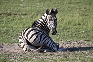 Burchells Zebra rolls in dust- Botswana