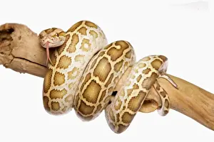 Cut Outs Prints: Burmese Python (Python molurus bivittatus) immature, coiled on branch