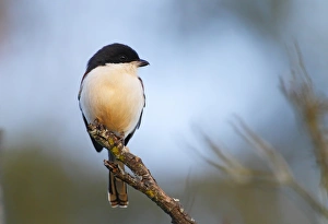Burmese Shrike (Lanius collurioides) adult, perched on branch, Da Lat, Langbian Plateau, Lam Dong Province