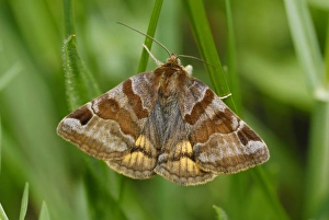 Pyrenean Prints: Burnet Companion Moth (Euclidia glyphica) adult