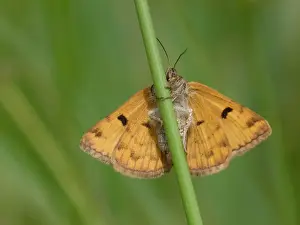 Lepidoptera Prints: Burnet Companion Moth (Euclidia glyphica) adult female