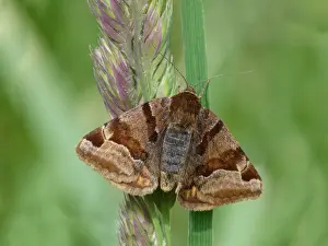 Burnet Companion Moth (Euclidia glyphica) adult female, resting on grass, Leicestershire, England, June