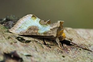 Thursley Common Prints: Burnished Brass (Diachrysia chrysitis) adult