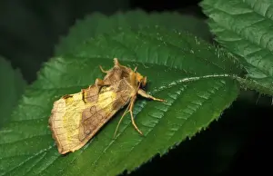 Burnished Brass (Diachrysia chrysitis) On leaf / Leics