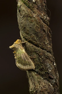 Burnished Brass Moth (Diachrysia chrysitis) adult, Sheffield, South Yorkshire, England, July