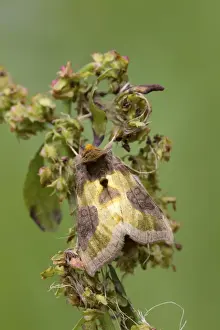 Borders Prints: Burnished Brass Moth (Diachrysia chrysitis juncta) adult