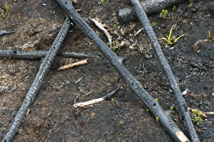 Burning Prints: Burnt branches and regenerating plants after forest fire, Angermanland, Sweden, June
