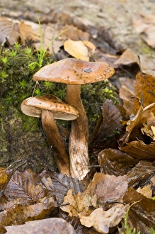 Fallen Prints: Burnt Knight (Tricholoma ustale) fruiting bodies