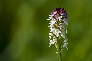 Burnt Orchid (Neotinea ustulata) close-up of flowerspike, growing in meadow on riverbank, River Ure, Leyburn Old Glebe