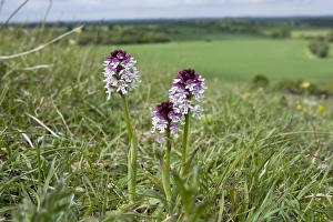Grasslands Prints: Burnt Orchid (Orchis ustulata) flowering