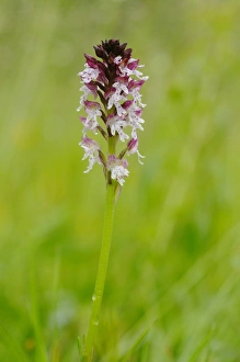 Flowerspike Prints: Burnt Orchid (Orchis ustulata) flowerspike, Italy, june