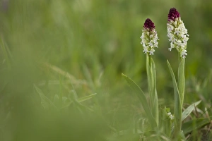 Flowerspike Prints: Burnt Orchid (Orchis ustulata) two flowerspikes