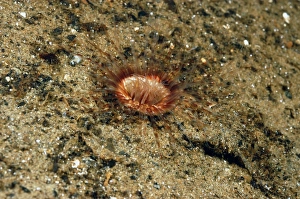 Lochs Prints: Burrowing Anemone (Cerianthus lloydii) adult