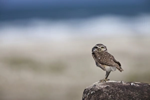 Brazilian Prints: Burrowing Owl (Speotyto cunicularia) adult