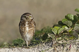Burrowing Owl (Speotyto cunicularia) adult, standing on one leg, Ilha do Mel, Parana, Brazil