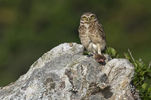 Burrowing Owl (Speotyto cunicularia) adult, feeding on rodent prey, standing on rock, Ilha do Mel, Parana, Brazil