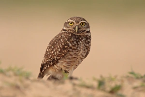 Burrowing Owl (Speotyto cunicularia) adult, standing, Laguna Oca, Formosa, Argentina, october