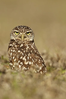 Burrowing Owl (Speotyto cunicularia) adult, in direct stare, standing in hollow near burrow, Cape Coral, Florida