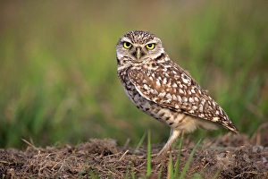 Burrowing Owl (Speotyto cunicularia) adult, standing near burrow entrance, Cape Coral, Florida, U. S. A. March