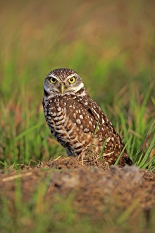 Burrowing Owl (Speotyto cunicularia) adult, standing near burrow entrance, Cape Coral, Florida, U. S. A. March