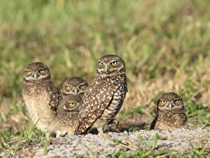Animals USA Prints: Burrowing Owl (Speotyto cunicularia) adult and chicks