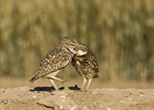 Californian Prints: Burrowing Owl (Speotyto cunicularia) adult pair