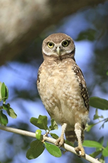 Animals USA Prints: Burrowing Owl (Speotyto cunicularia) chick