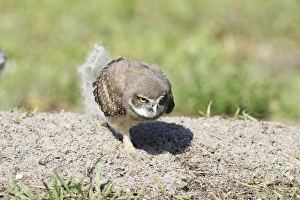 Burrowing Owl (Speotyto cunicularia) chick, scratching up sand, Florida, U. S. A