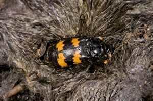 Carrion Prints: Burying Beetle (Nicrophorus interruptus) adult